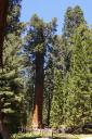General Sherman
