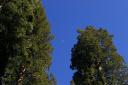 Moon_With_Sequoias.jpg