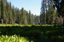 Sequoia_Meadow.jpg