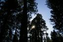 Sequoia Sun