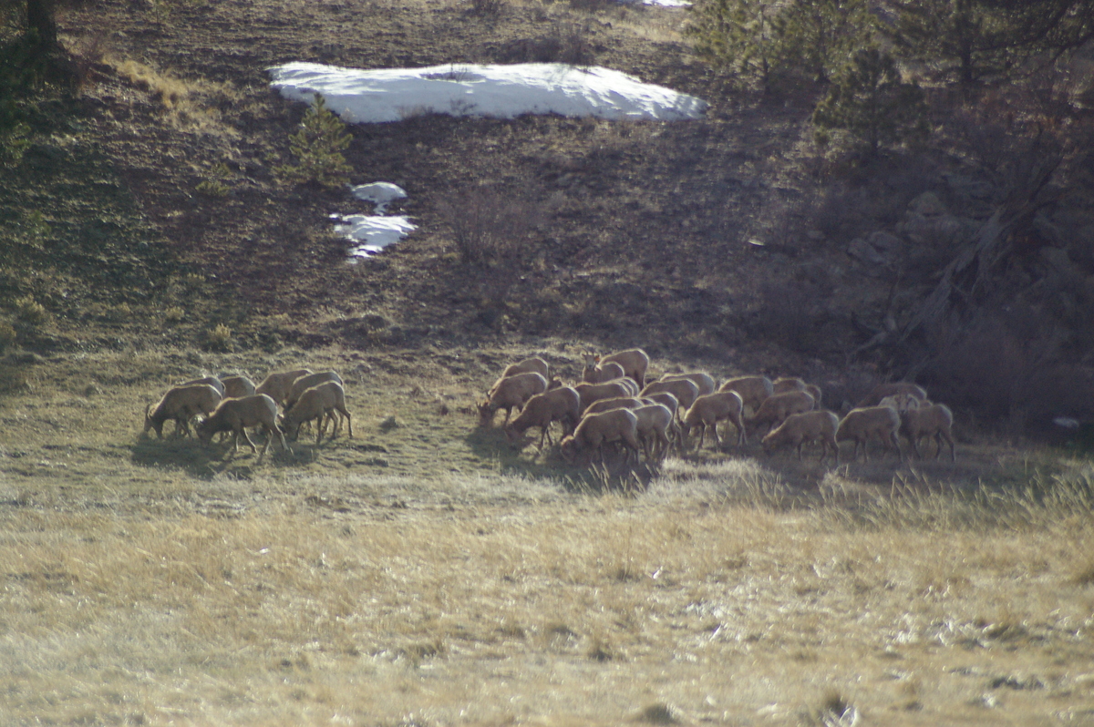 Big_Horn_Sheep.jpg