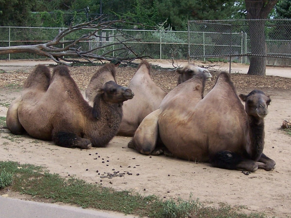 Dromedaries.jpg