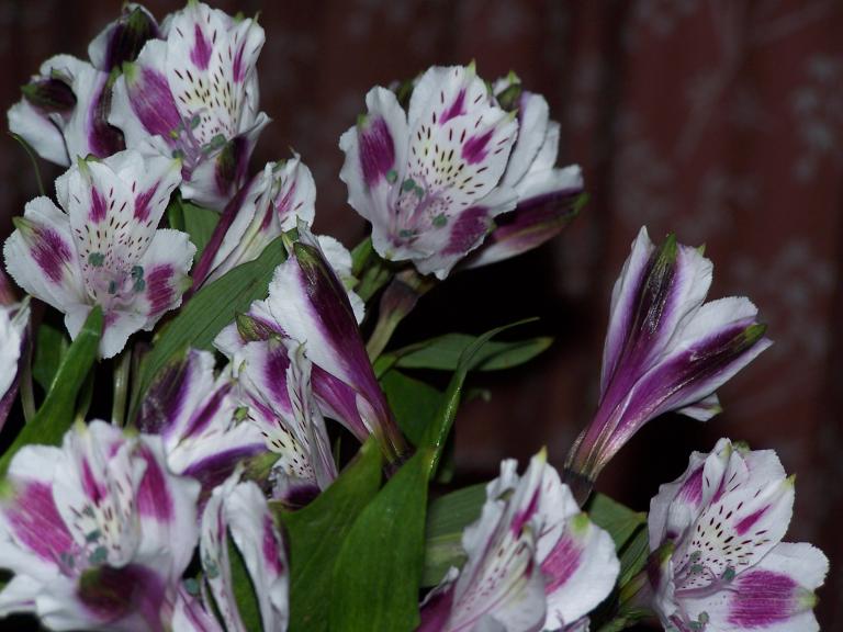 Flowers.jpg