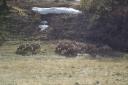 Big_Horn_Sheep.jpg