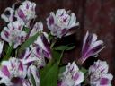 Flowers.jpg