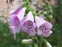 Foxglove.jpg