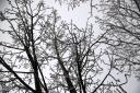 Icy_Branches.png