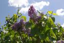Lilacs.jpg