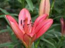Oriental_Lily.jpg