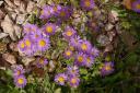 Asters.jpg