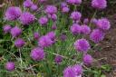 Chives.jpg
