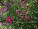 Clematis.jpg