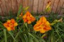 Day Lilies