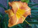 Daylily