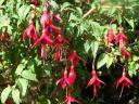 Fuschia at Croagh Patrick