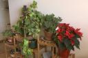 House_Plants.png