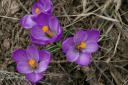 March_Crocuses.jpg