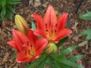 Oriental_Lilies.jpg