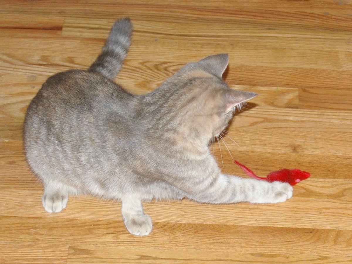 Sheila_and_Her_Mouse.jpg