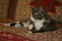 Pretty Kitty