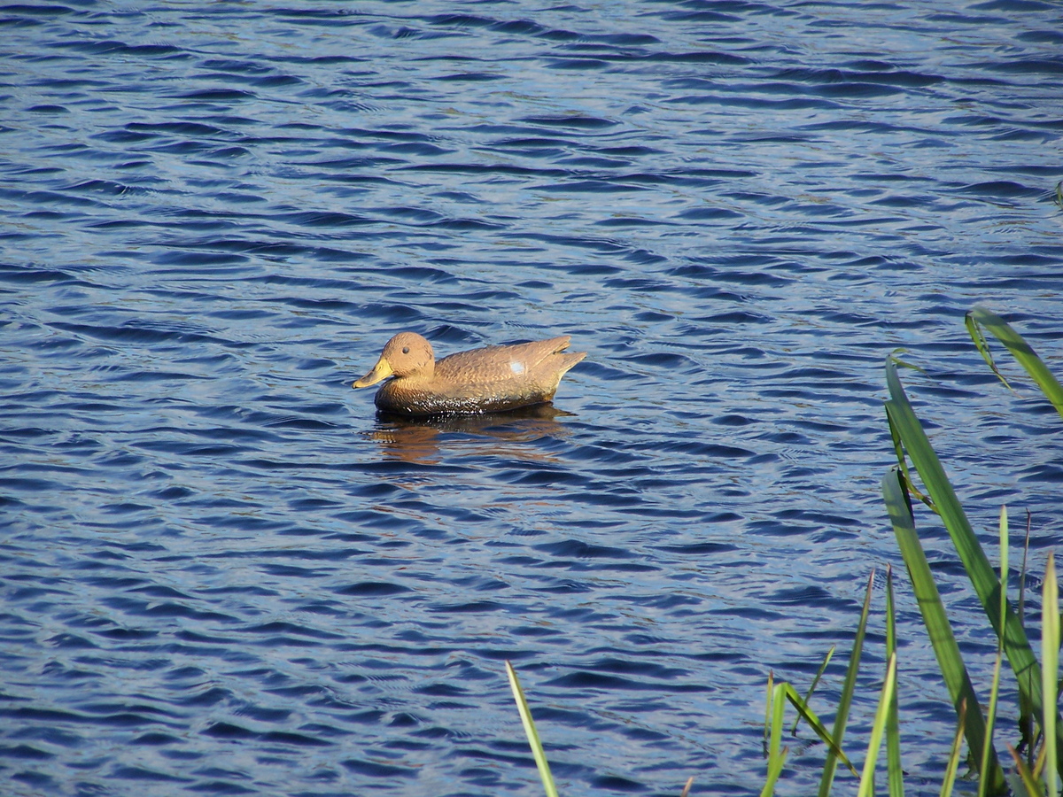 Duck_at_National_Famine_Monument_Park.jpg