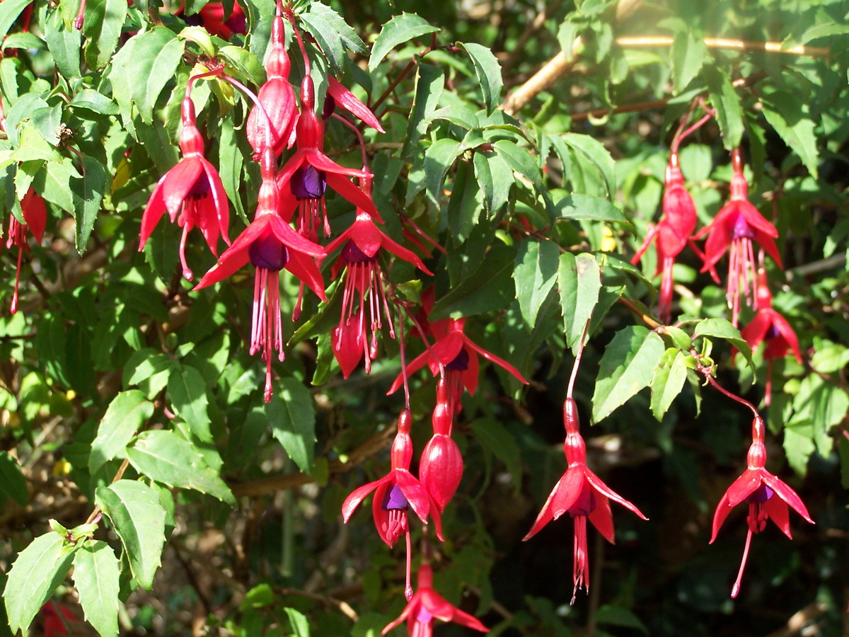 Fuschia_at_Croagh_Patrick.jpg