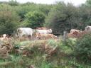 Cows_in_the_Burrin.jpg