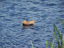 Duck_at_National_Famine_Monument_Park.jpg