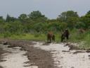 Assateague_Horses.jpg