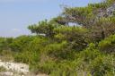 Assateague_Shrubs.jpg