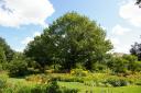 Botanical_Garden.jpg