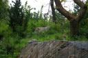 Snow_Leopard_-_Central_Park_Zoo.jpg
