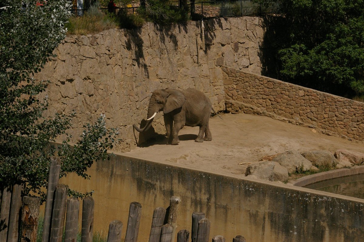 Elephant.jpg