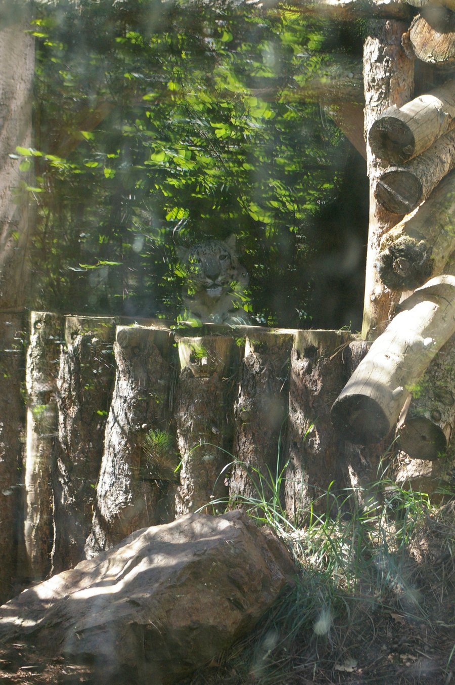 Find_the_Tiger.jpg