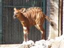 Bongo_Baby.jpg