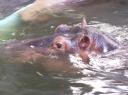 Hippo.jpg