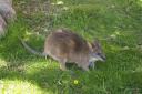 Wallaby