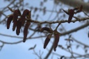 20110411cottonwoodtassles.png