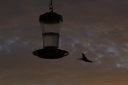 20110709hummingbirdatdawn.png