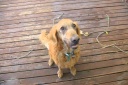 20110721lily.png