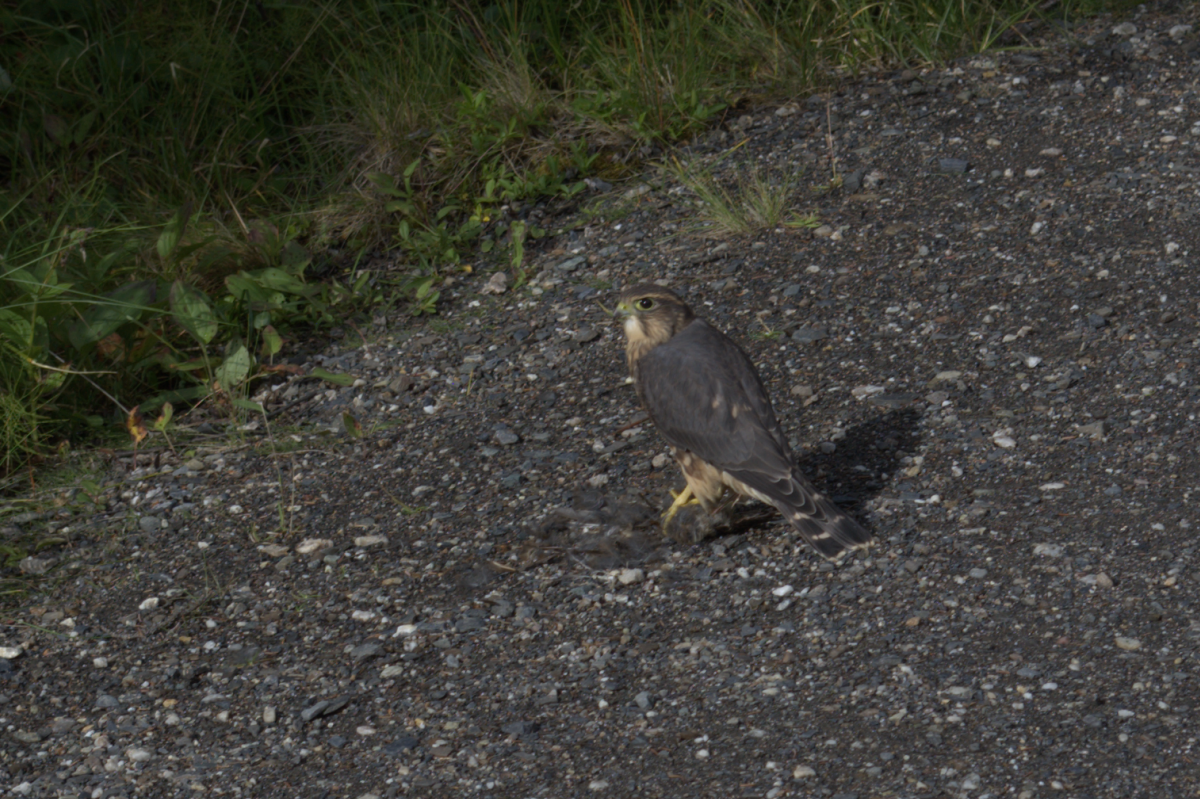 20110729falcon.png