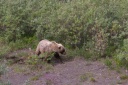 Brown Bear