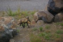 20110728fox.png