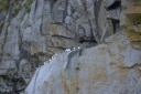 20110730commonmurre.png