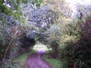 20061017irishwalk.png