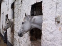 20061017irishhorses.png