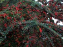 20061017berries.png