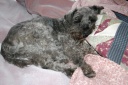 20111204unmadebed.jpg