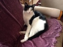 So Suave