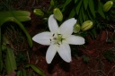 20120619whitelilium.png